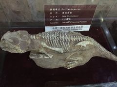-中国西峡恐龙遗迹园