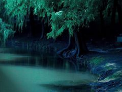 -上海共青森林公园