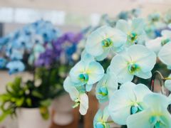 -上海鲜花港