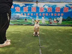 -宠物寄养训练学校
