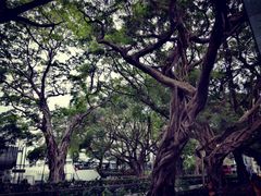-九龙公园