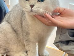 -有猫主题·治愈系猫咖(曾厝垵店)