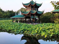 -桂湖森林公园
