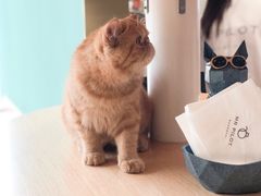 -飞行喵MR PILOT|猫舍·猫咖(静安大融城店)