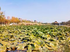 -前关湿地公园