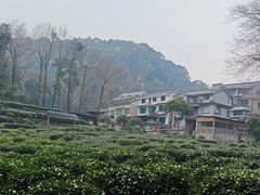 -龙井村
