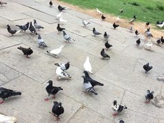 -普陀山风景名胜区-千步大沙