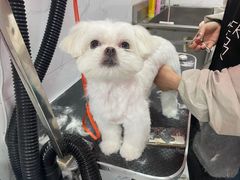-狗不理喵子(百富路店)