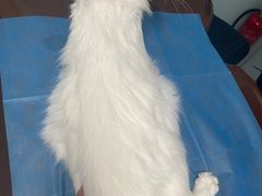 -达爱动物医院·犬猫分区·CT·复杂眼科(远洋山水分院)