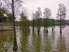 -顺峰山公园