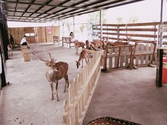 -鹿境梅花鹿生态园区