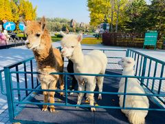 -北京野生动物园