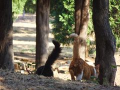 -北京西山国家森林公园