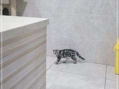 -瑞鹏瑞爱宠物医院·全科·猫科·血液透析中心(龙头寺店)