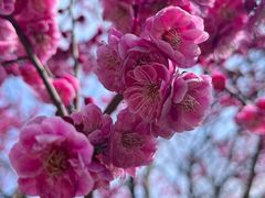 -九华山公园