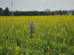 -光明小镇欢乐田园