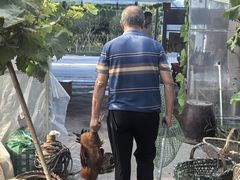 -马陆小张葡萄园农家乐