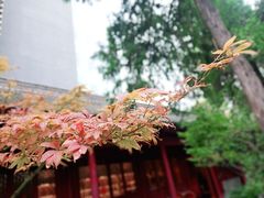 -罔极寺