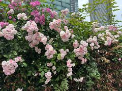 -北外滩滨江绿地