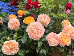 -人民公园(罗湖区)