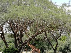 -奥兰多迪士尼动物王国乐园