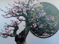 -香雪海