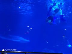 -烟台海昌鲸鲨海洋公园