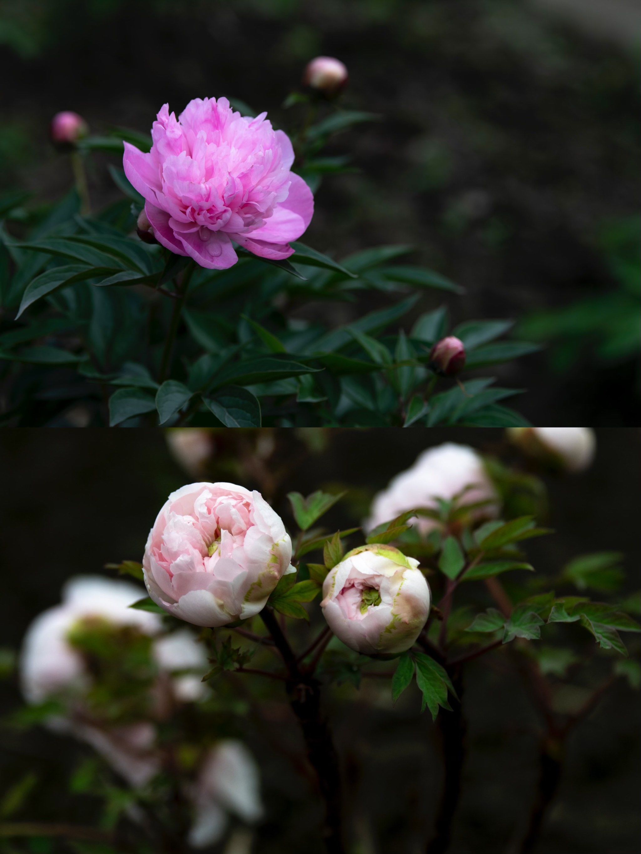成都周边一日游02|02彭州牡丹花节游玩攻略