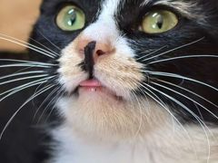 -乖乖宠物医院·猫科·骨科·24小时(云岗分院)