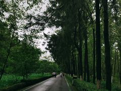 -合肥滨湖国家森林公园