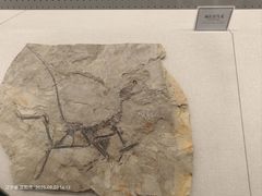 -辽宁古生物博物馆