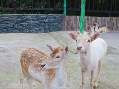 -贵州森林野生动物园