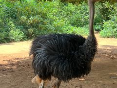 -海南热带野生动植物园
