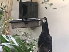 -阿提斯皇家动物园