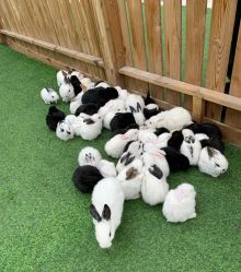 -萌宠亲子动物乐园(槐房万达店)