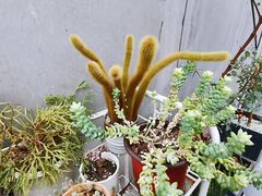 -边渡咖啡烘焙店(昙华林店)