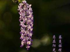 -嘉定紫藤园