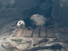 -沈阳森林动物园
