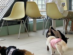 -怪兽屋·羊驼·猫咖·狗咖(俊华广场店)