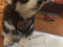 -翊宠yipet猫狗购宠庄园犬舍•猫舍