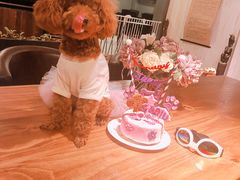 -百好乐宠物友好餐厅(朝外大街店)