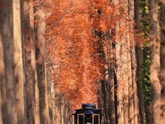 -黄海国家森林公园