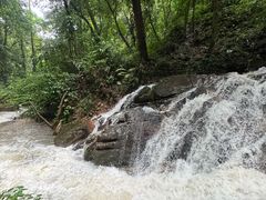 -莫里热带雨林景区