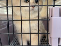 -pd派德宠物中心医院24H急重症·眼科中心·血液透析中心(嵩山北路店)