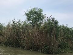 -同里国家湿地公园