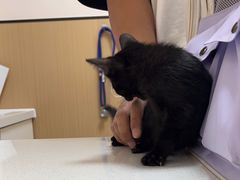 -瑞派康怡24h宠物医院·犬猫医疗中心·微创绝育(瑞景分院)