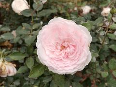 -人民公园(罗湖区)