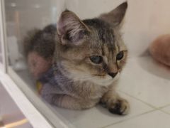 -1013 PET SHOP精品宠物商店(丁香店)