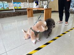 -瑞鹏宠物医院·骨科·猫科·内科(第一中心)