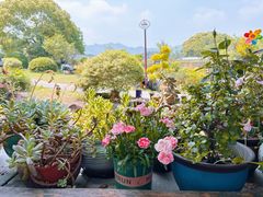 -龙坞茶村